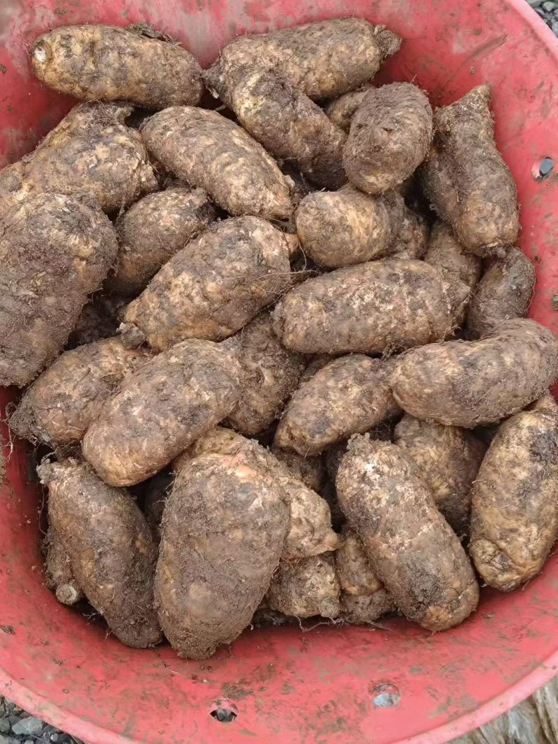 云南昭通小草坝新鲜天麻，货真价实，保证品质。适合炖汤、泡