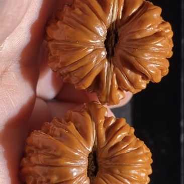 楼王凹底