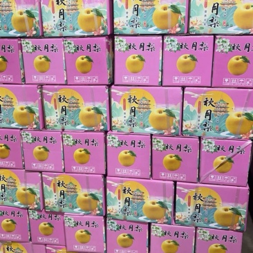 礼盒秋月梨几块钱一箱产地一手货源全国接单中，质量保证欢迎咨询