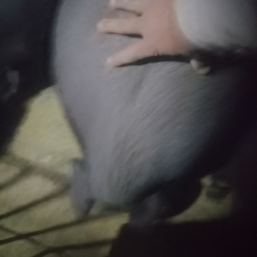 黑猪