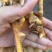 散养土鸡，220多天纯粮食饲养，3/4斤以上