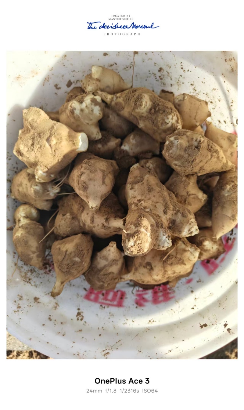 洋姜菊芋大量上市，有需要的联系我