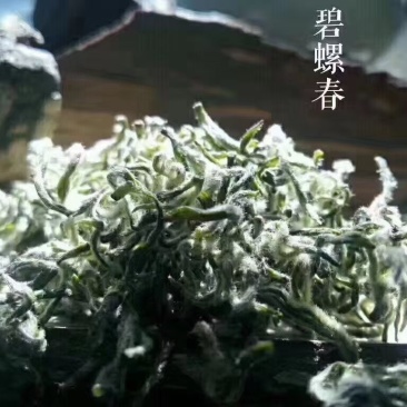 洞庭山碧螺春。