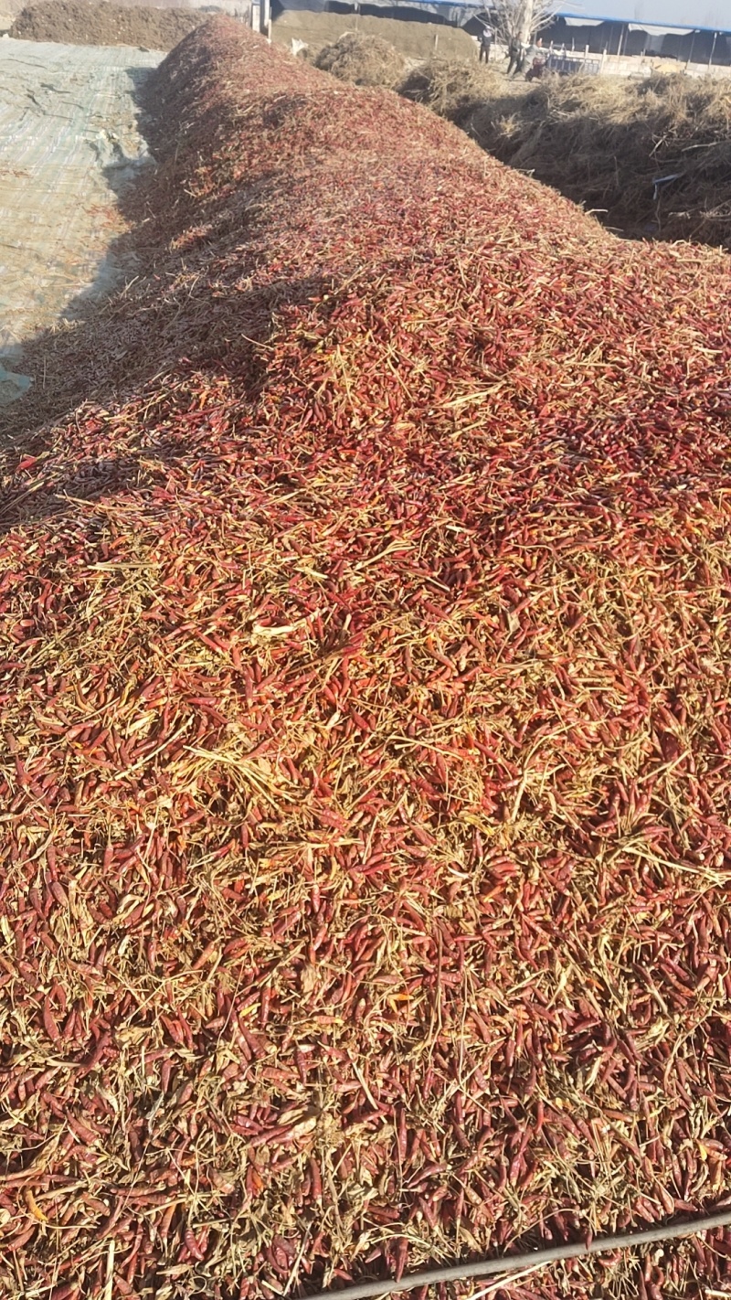阿克苏地区，辣椒毛货