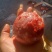 猪砂