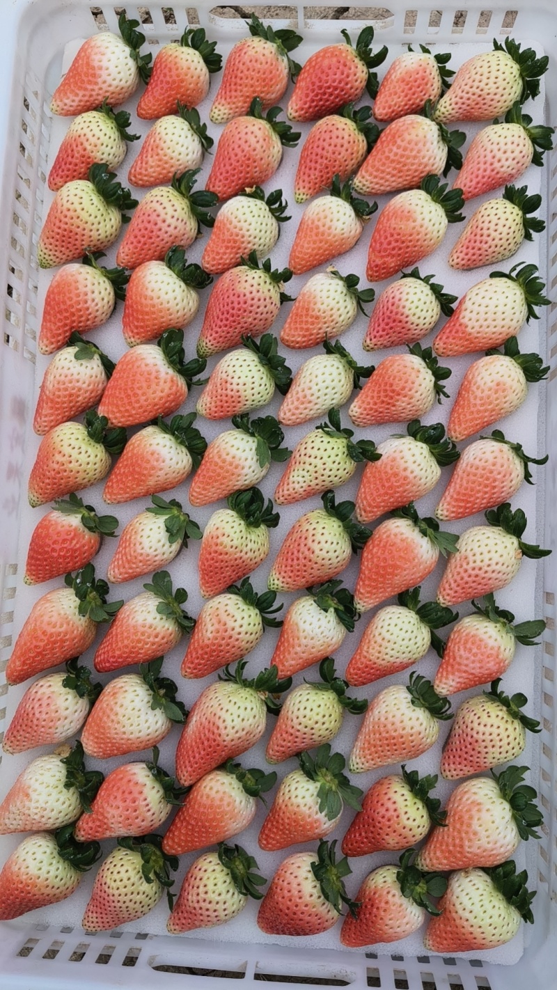 阜阳闻集镇草莓