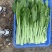 连州4号菜心标准菜