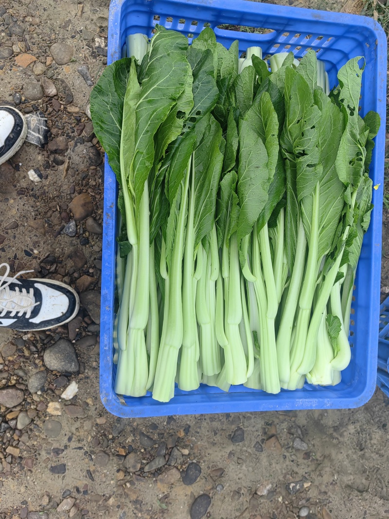 连州4号菜心标准菜
