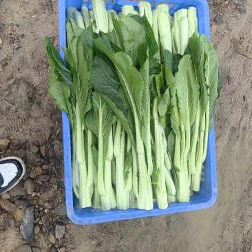 连州4号菜心标准菜