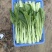 连州4号菜心标准菜