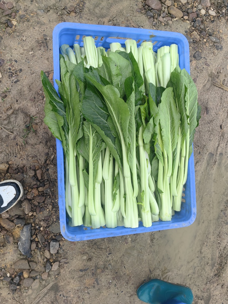 连州4号菜心标准菜