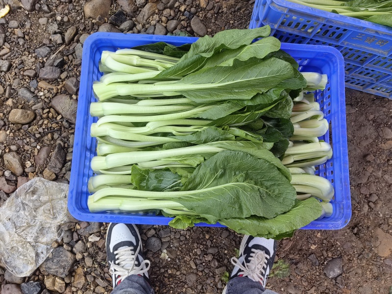连州4号菜心标准菜
