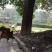 香樟树