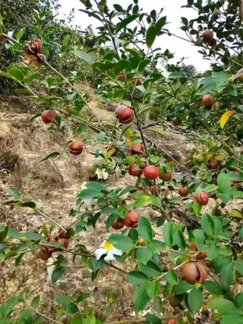 永泰山茶油