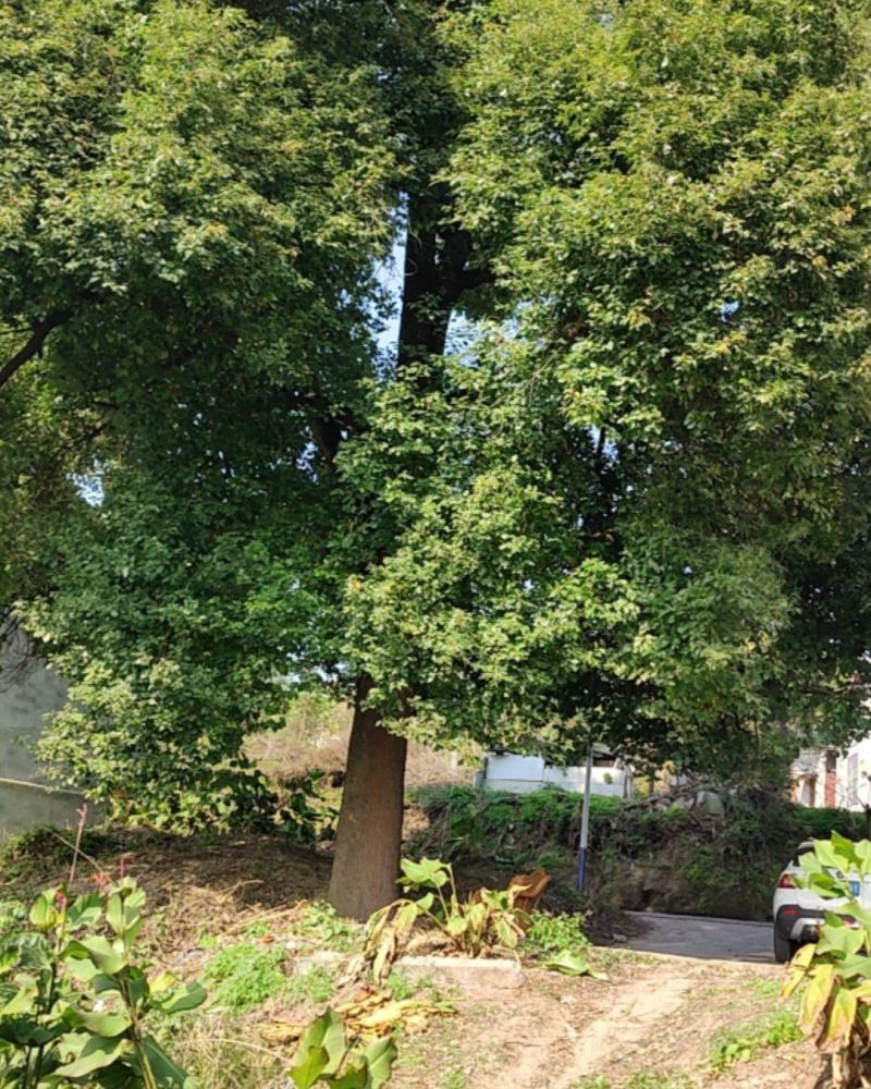 香樟树