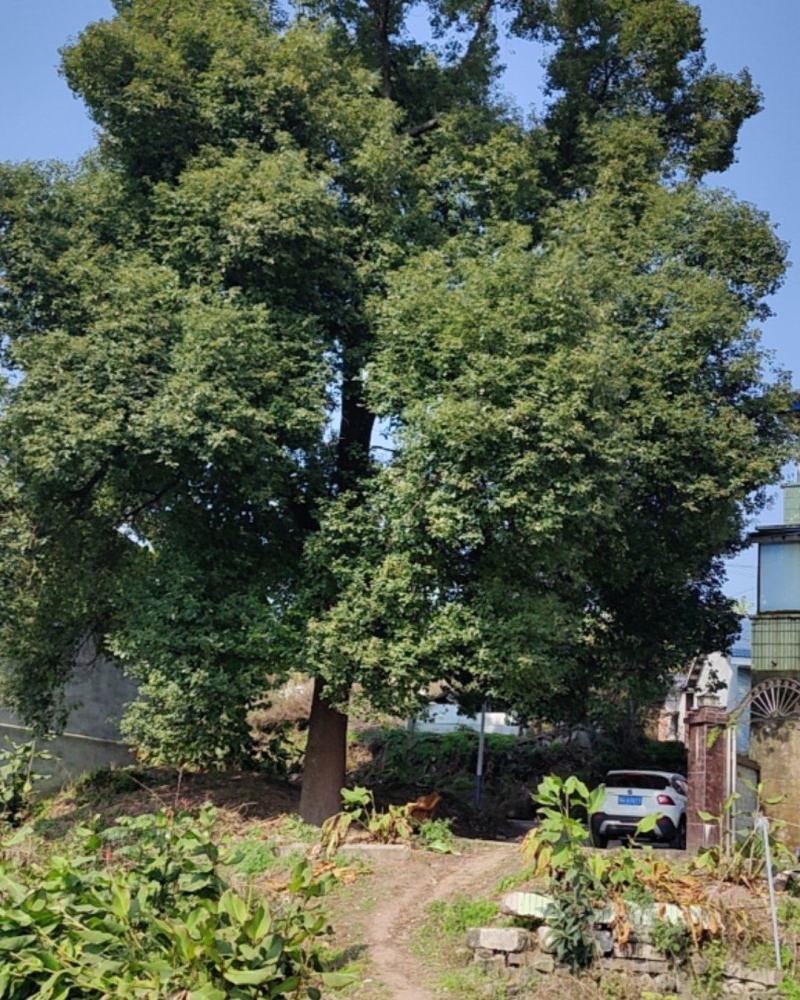 香樟树