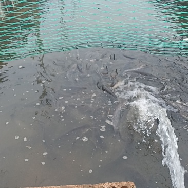 大口鲶鱼