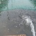 大口鲶鱼