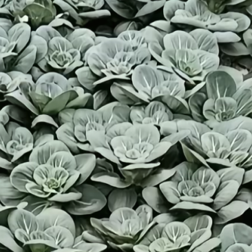 青菜