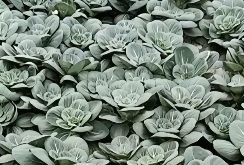 青菜