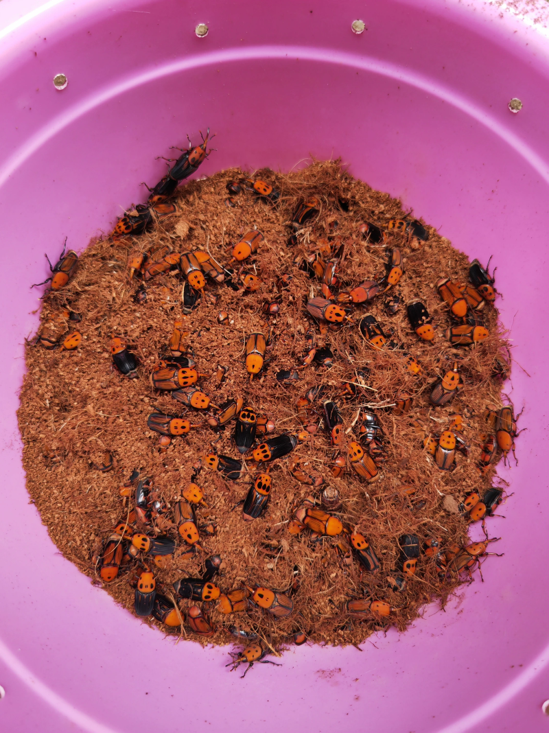 竹虫新出种虫1.8一对一件就是公母各一