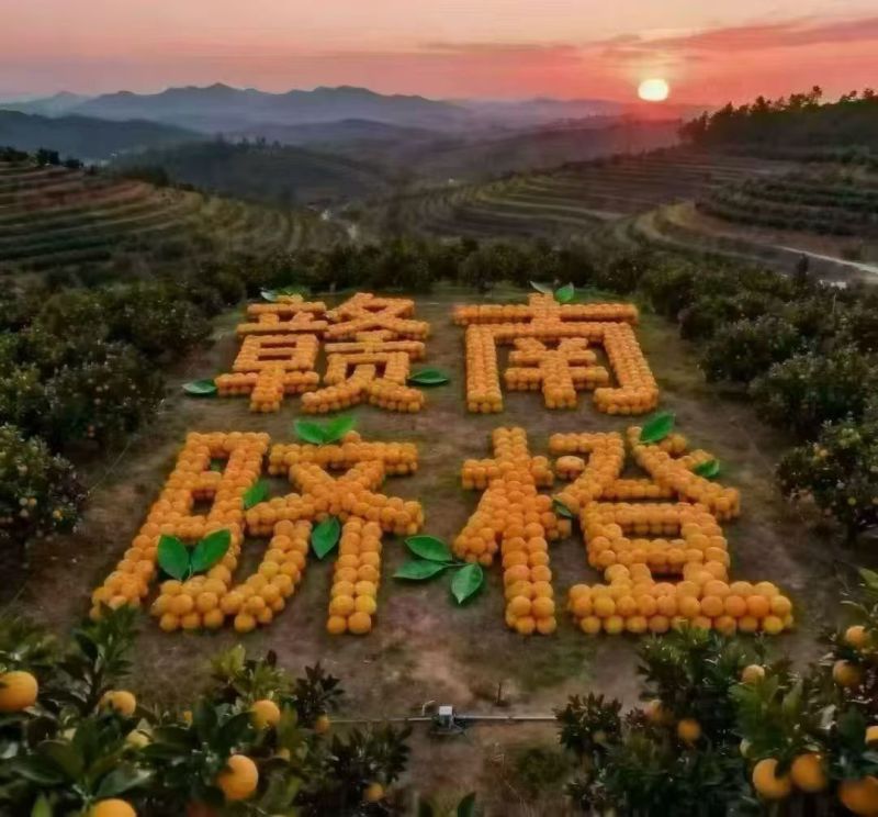 赣南脐橙