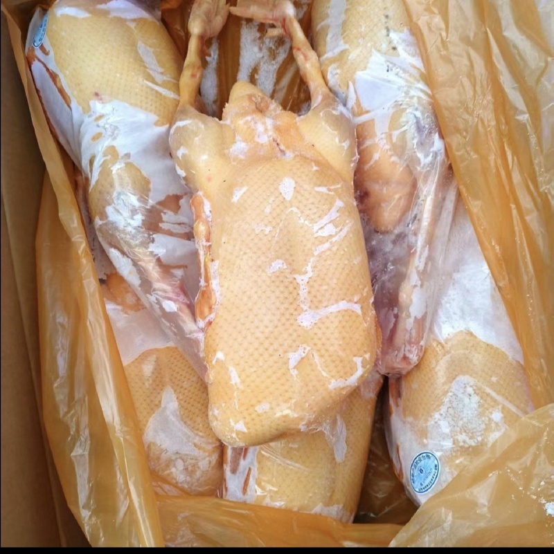 黄皮鸭