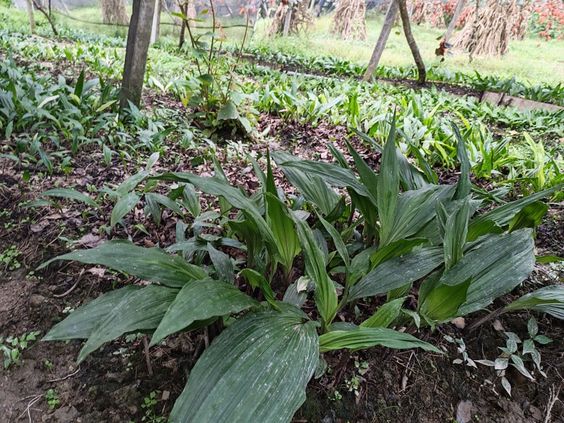 毛茨菇苗