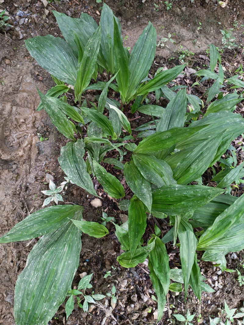 毛茨菇苗