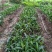毛茨菇苗