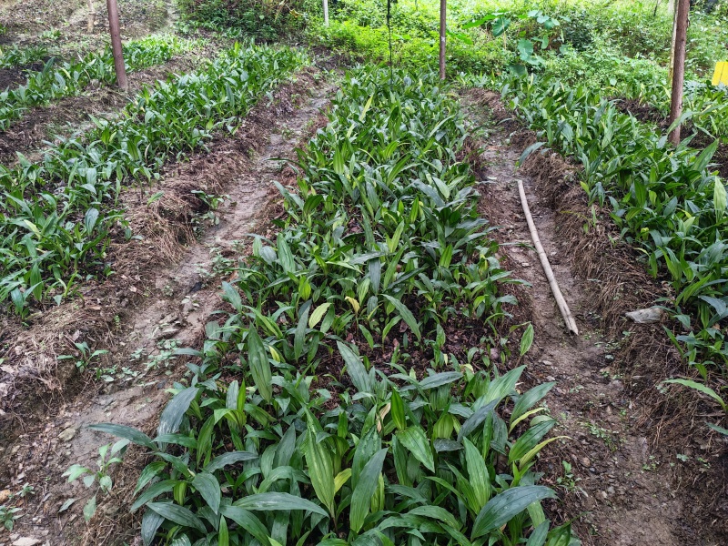 毛茨菇苗
