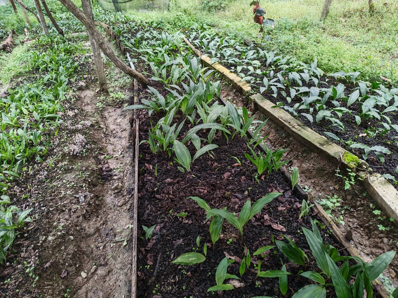 毛茨菇苗