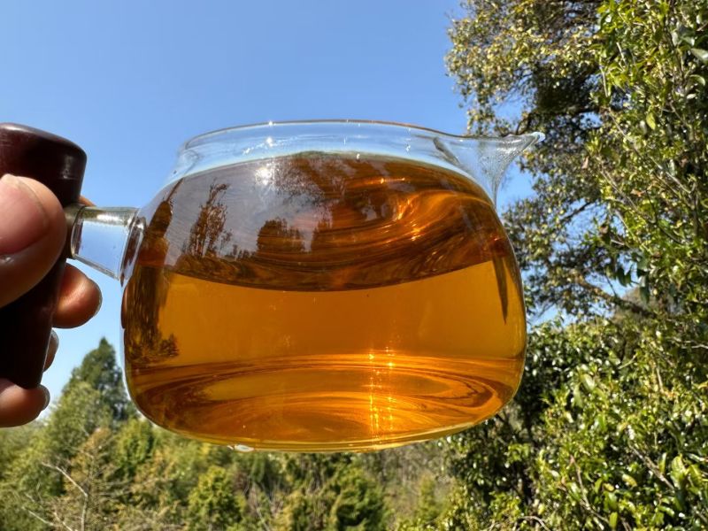 云南野生百年古树红茶