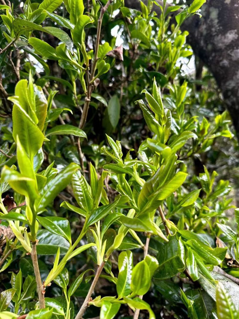 云南野生百年古树红茶