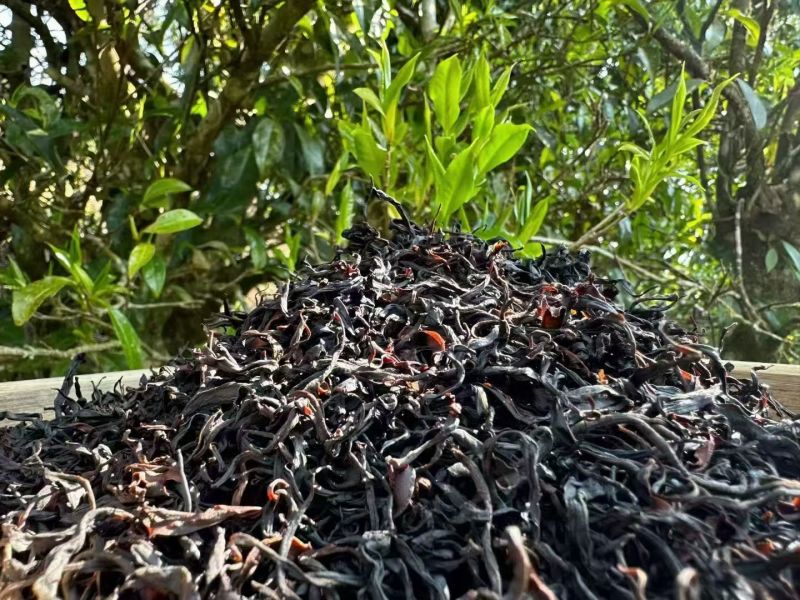 云南野生百年古树红茶