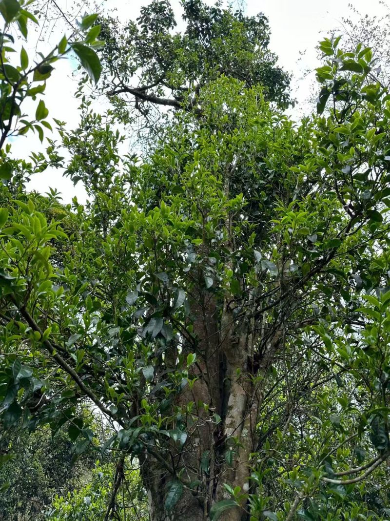 云南野生百年古树红茶