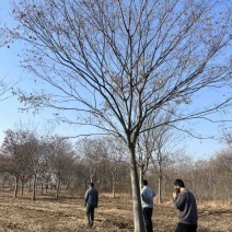 20公分榉树