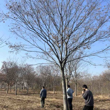 20公分榉树