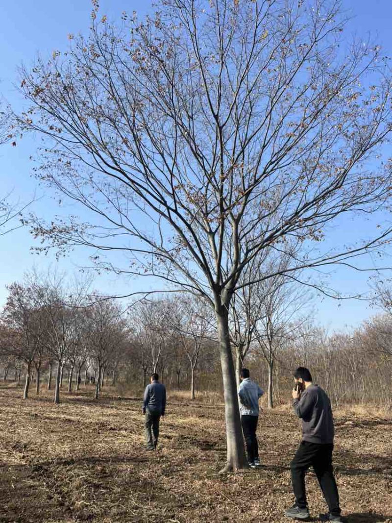 20公分榉树