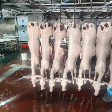 梅花鹿鹿肉