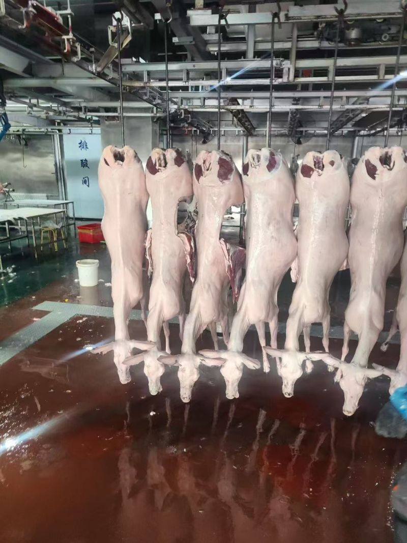 梅花鹿鹿肉