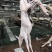 梅花鹿鹿肉