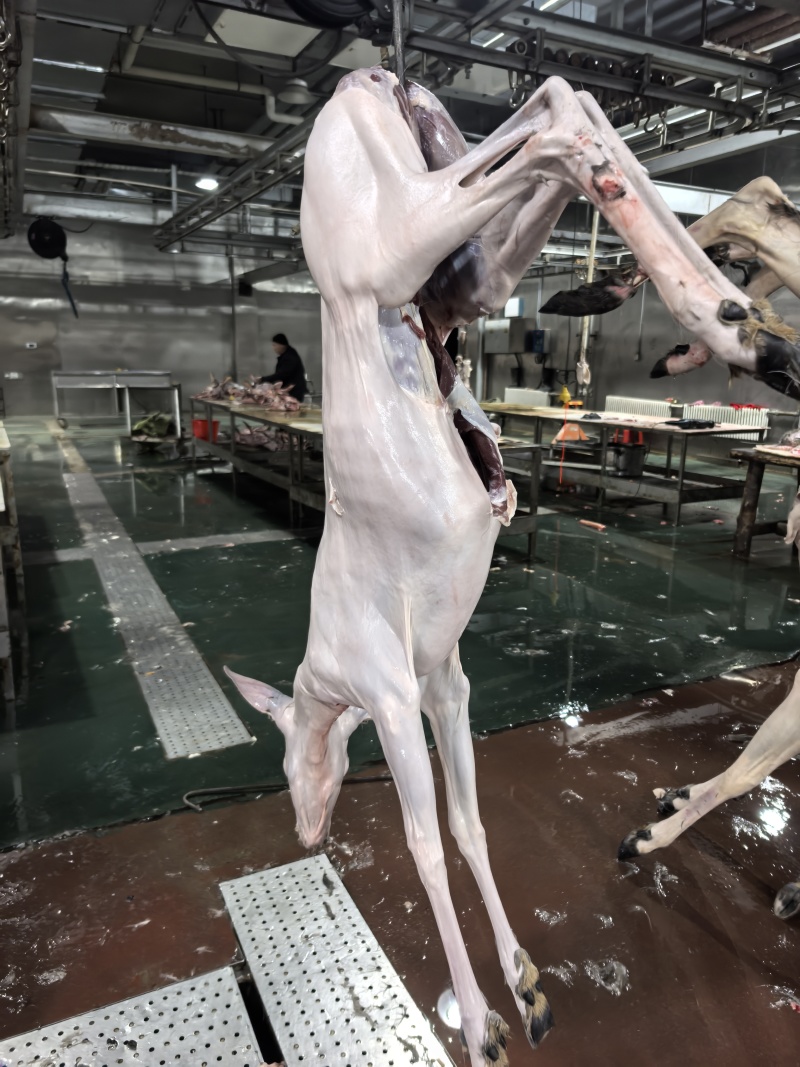 梅花鹿鹿肉