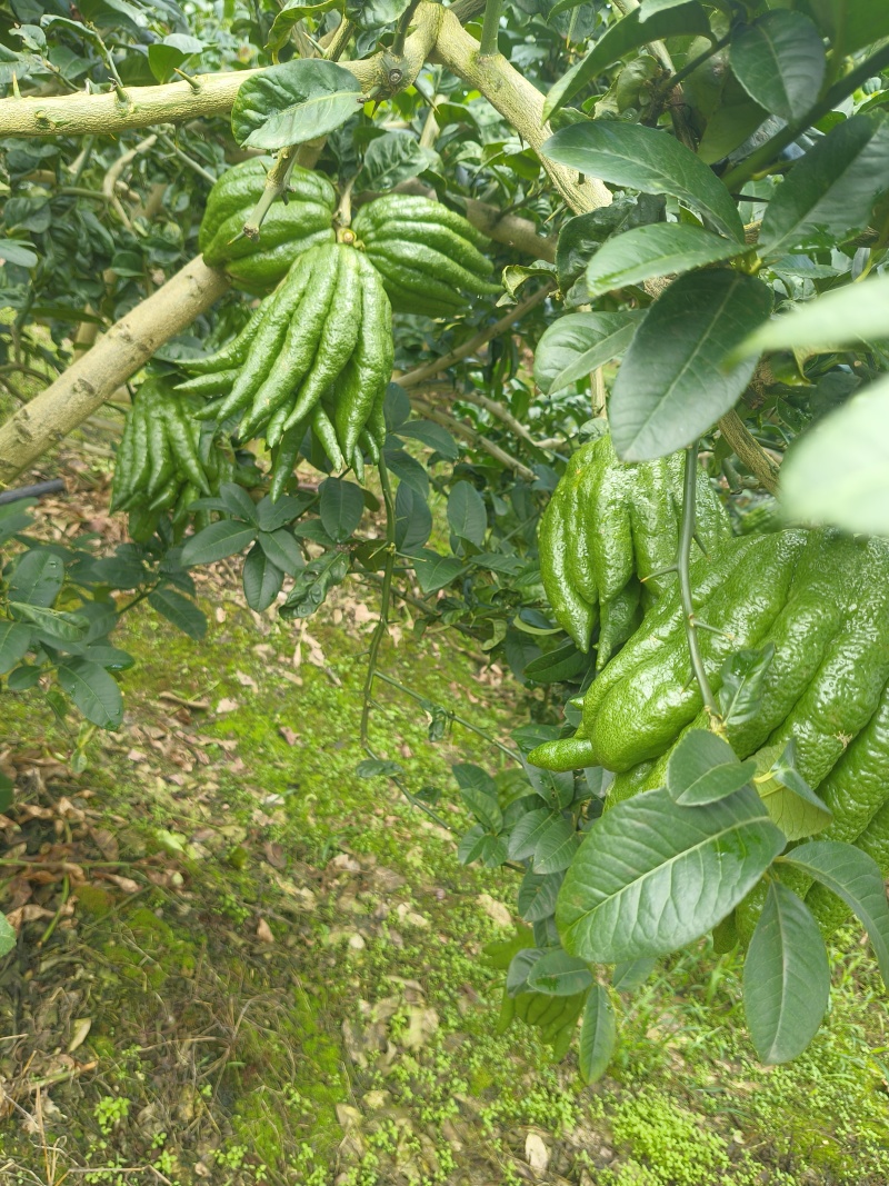 云南高山佛手