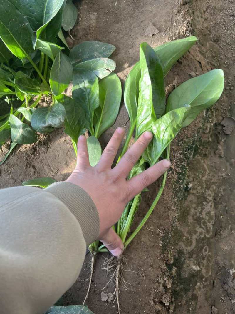 大棚种植，棵度好