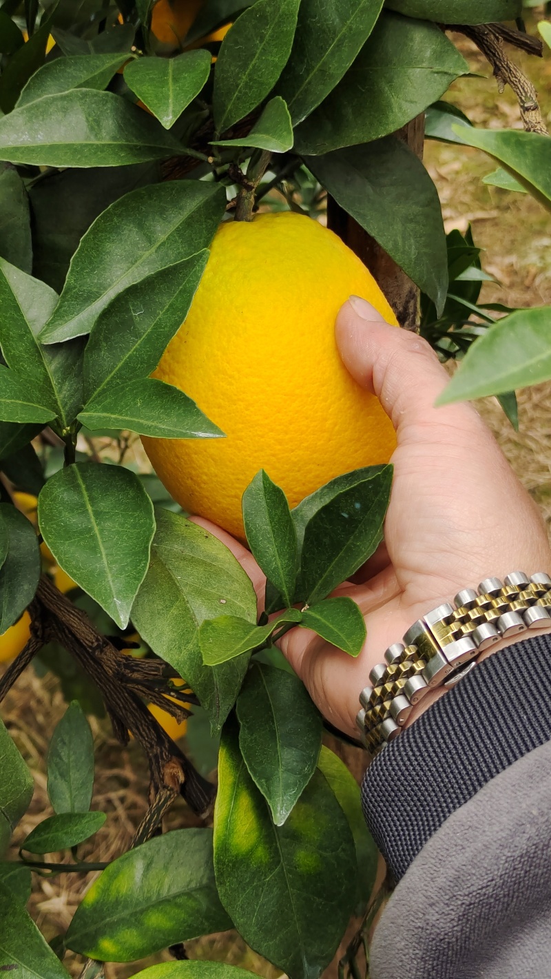 赣南脐橙