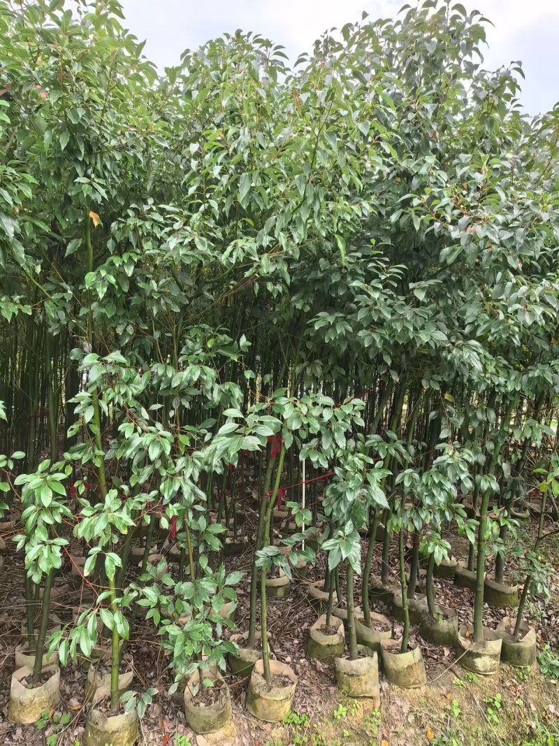 香樟树苗高度2米～3米高大小规格