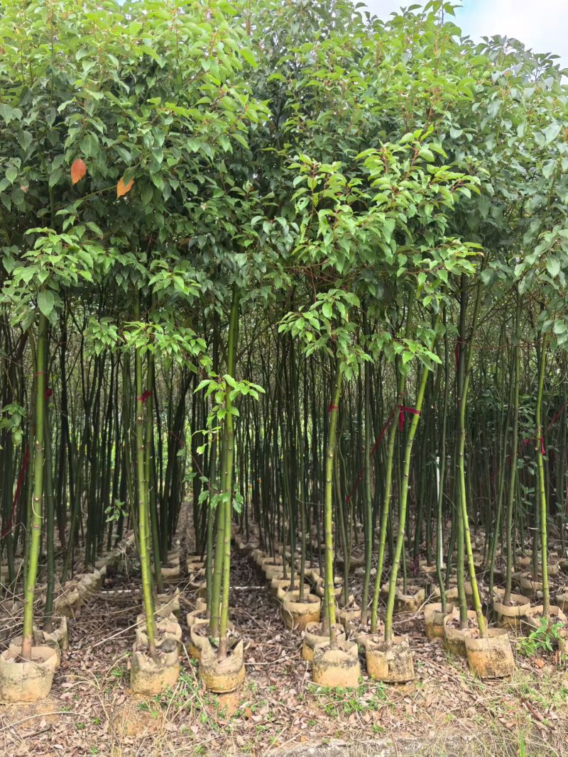 香樟树苗高度2米～3米高大小规格