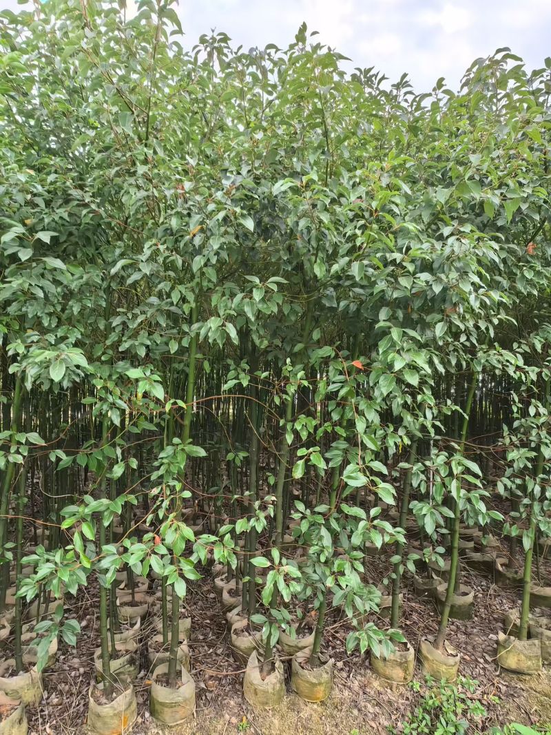 香樟树苗高度2米～3米高大小规格