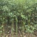 香樟树苗高度2米～3米高大小规格